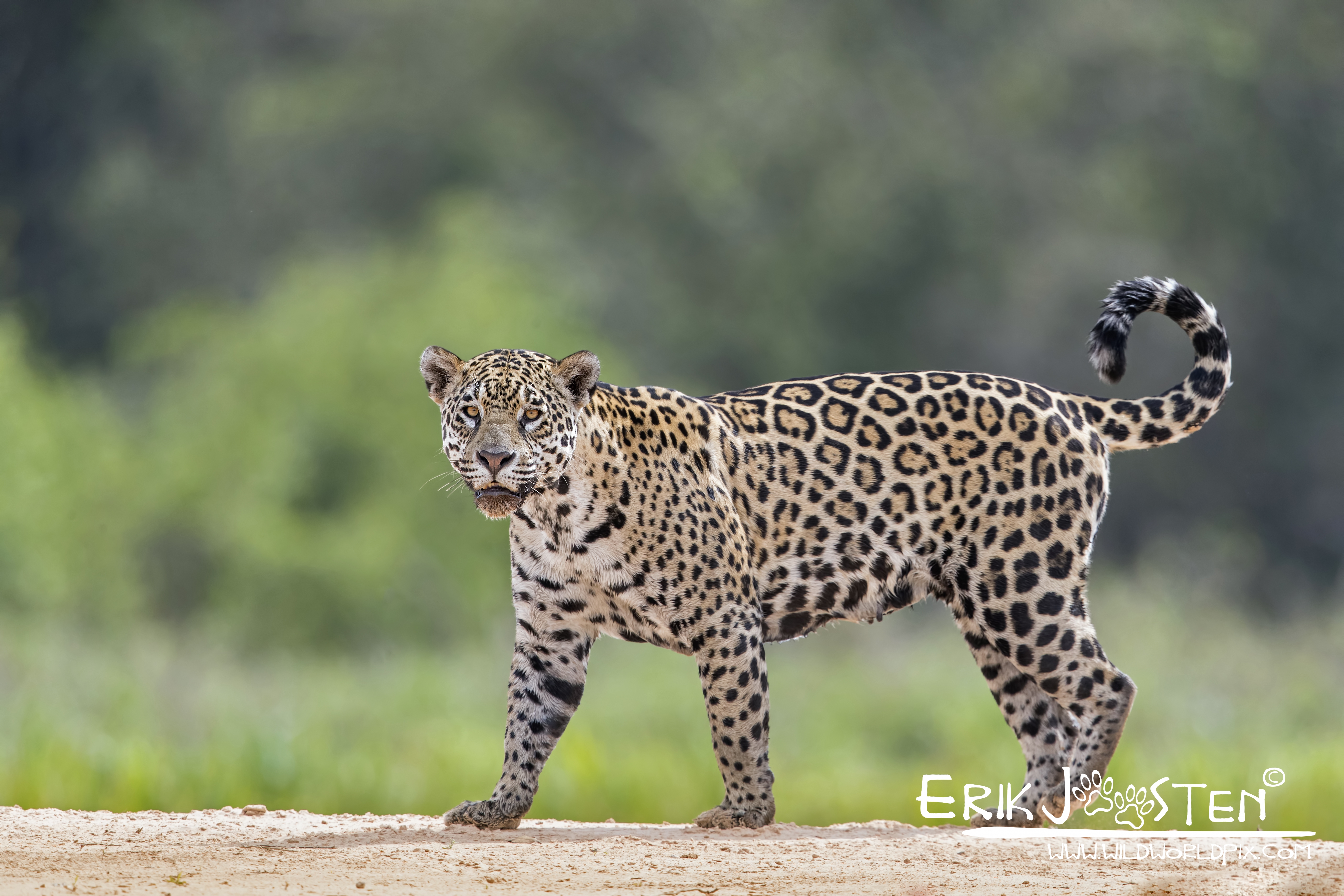 jaguar, pantanal