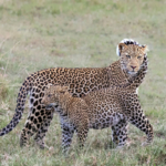East Africa